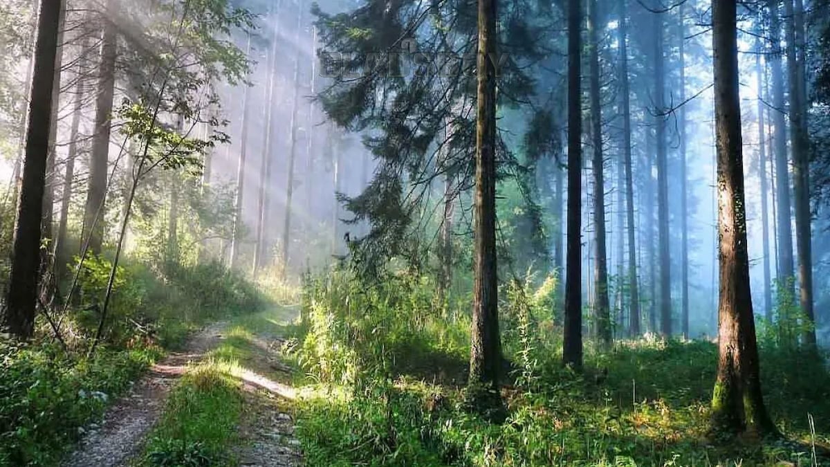 paisaje forestal en skyrim