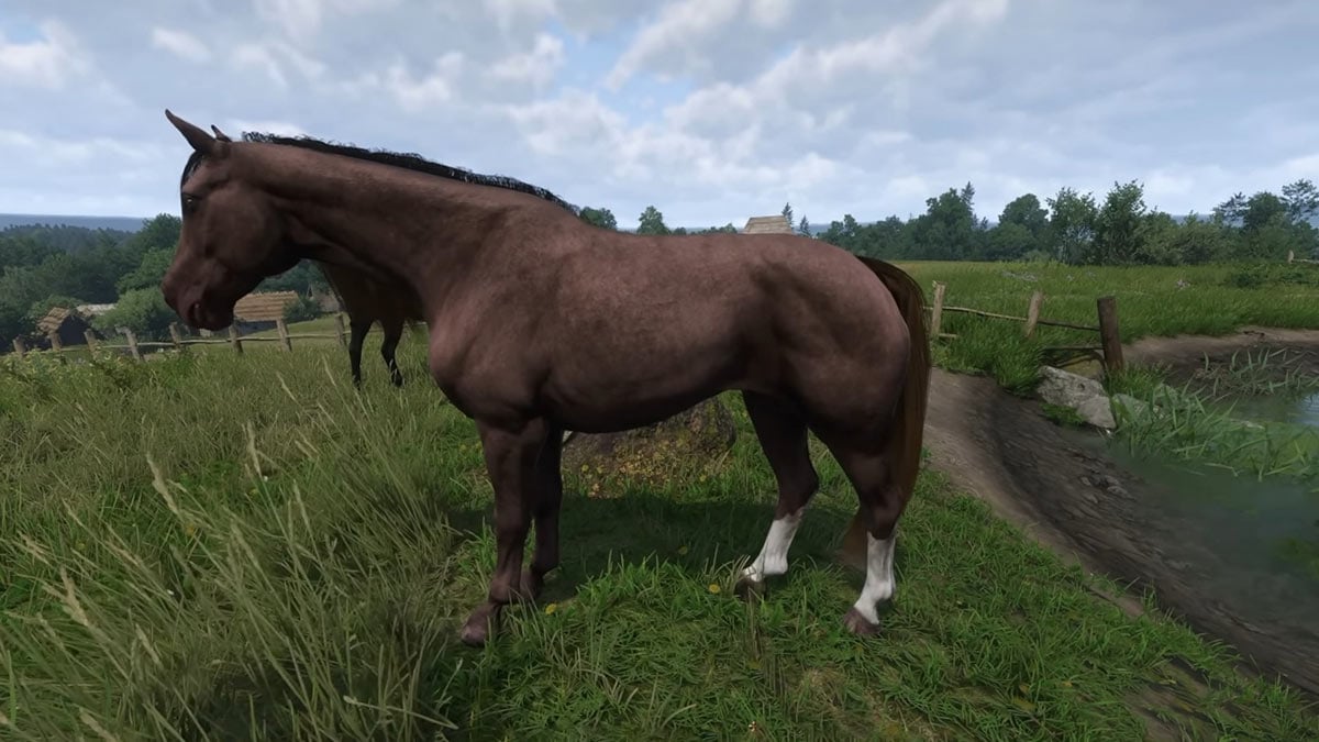 Arenque en el reino venga la liberación 2